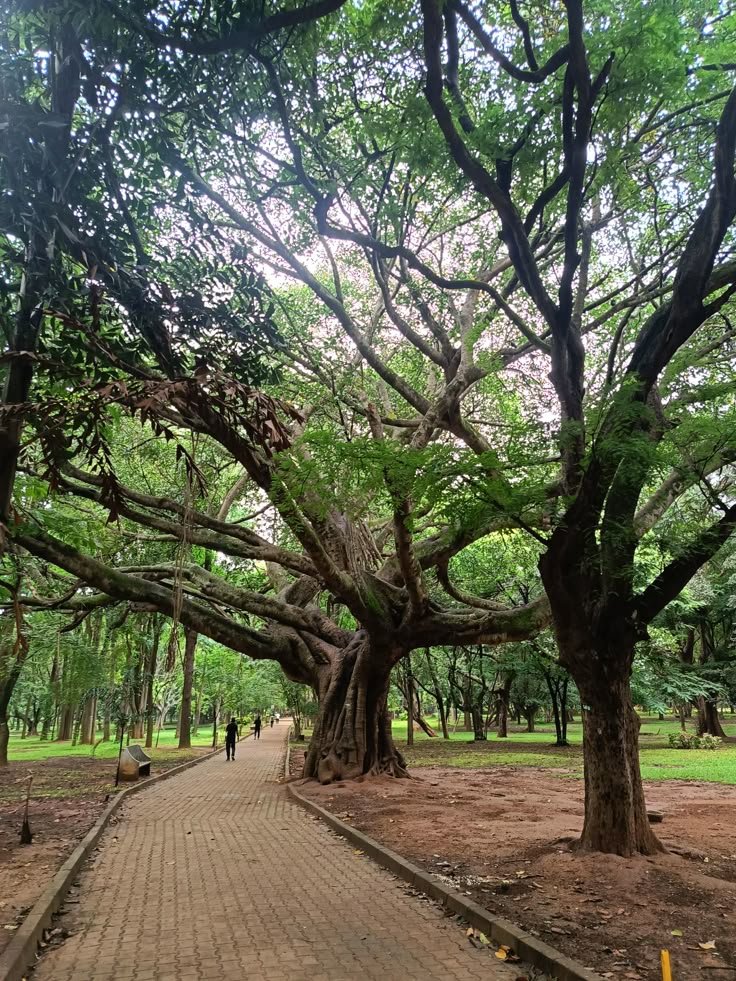Cubbon Park, Bangalore urban landscape drawing