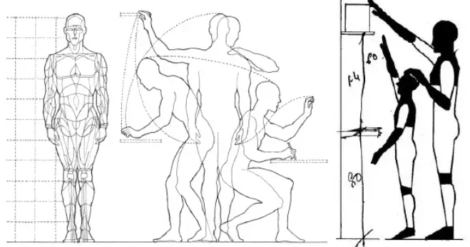 human body